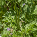 0173-Erodium-ciconium-arid-pastures-ruderal-environments