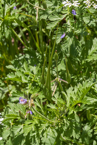 0173-Erodium-ciconium-arid-pastures-ruderal-environments