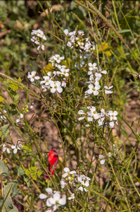 0186-Diplotaxis-erucoides-cultivated-and-uncultivated-land