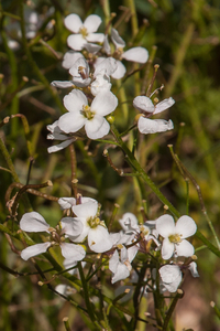 0187-Diplotaxis-erucoides-cultivated-and-uncultivated-land