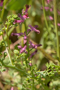 0191-Fumaria-officinalis-fields-uncultivated-land-ruderal-environ