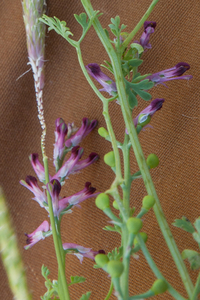 0192-Fumaria-officinalis-fields-uncultivated-land-ruderal-environ