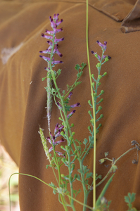 0193-Fumaria-officinalis-fields-uncultivated-land-ruderal-environ