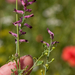 0194-Fumaria-officinalis-fields-uncultivated-land-ruderal-environ