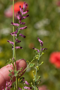 0194-Fumaria-officinalis-fields-uncultivated-land-ruderal-environ