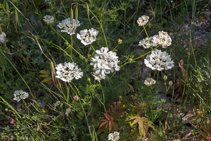 0372-orlaya-platycarpos-caucalis platycarposarid-uncultivated-lan