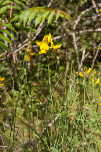 0381-Spaanse-brem-Spartium-junceum-scrub-in-the-coast-and-hill-be