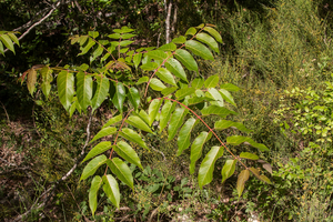 0382-Hemelboom-Ailanthus-altissima-ruderal-environments-roadsides