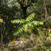 0383-Hemelboom-Ailanthus-altissima-ruderal-environments-roadsides