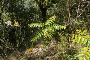 0383-Hemelboom-Ailanthus-altissima-ruderal-environments-roadsides