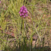 0384-Hondskruid---Anacamptis-pyramidalis-arid-meadows