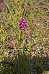 0384-Hondskruid---Anacamptis-pyramidalis-arid-meadows