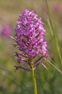 0387-Hondskruid---Anacamptis-pyramidalis-arid-meadows