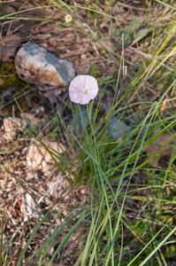 0388-Convolvulus-cantabrica-arid-meadows