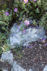 0390-Duifkruid-Scabiosa-columbaria