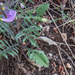 0391-Duifkruid-Scabiosa-columbaria