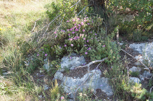 0392-Cistus-creticus-degraded-garique-and-maquis