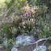 0393-Cistus-creticus-degraded-garique-and-maquis