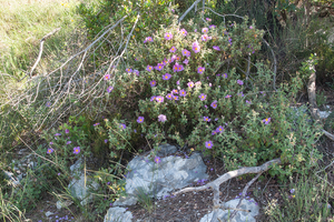 0393-Cistus-creticus-degraded-garique-and-maquis