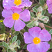 0394-Cistus-creticus-degraded-garique-and-maquis