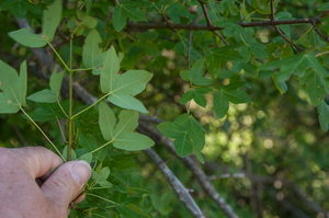 0396-Montpellieresdoorn-Acer-monspessulanum-quercus-ilex-woods-an