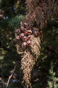 0400-Cupressus-sempervirens