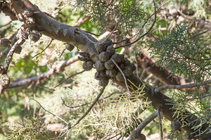 0401-Cupressus-sempervirens