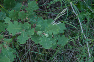 0402-Donzige-eik-Quercus-pubescens-heliophilous-and-thermophilous