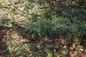 0404-Cupressus-sempervirens