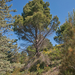 0405-landschap-met-pinus-spec