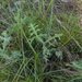 0408-Kruisdistel-Eryngium-campestre