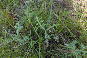 0408-Kruisdistel-Eryngium-campestre