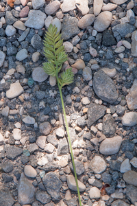 0417-Kropaar-Dactylis-glomerata-uncultivated-land-arid-meadows