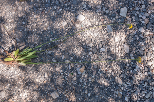 0418-Florentijns havikskruid Hieracium piloselloides