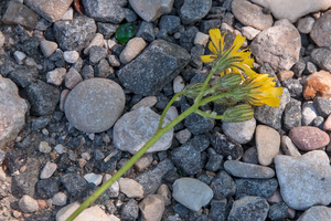 0419-Florentijns havikskruid Hieracium piloselloides