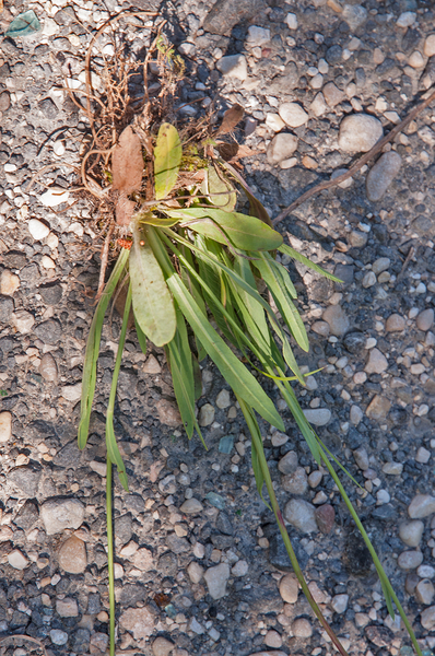 0420-Florentijns-havikskruid-Hieracium-piloselloides