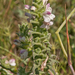 0423-Bartsia-trixago-arid-meadows