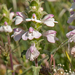 0424-Bartsia-trixago-arid-meadows