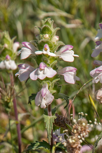 0424-Bartsia-trixago-arid-meadows