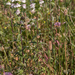 0425-Bartsia-trixago-arid-meadows