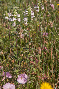 0425-Bartsia-trixago-arid-meadows