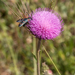 0425-distel-onbekend