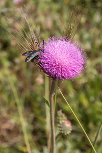 0425-distel-onbekend