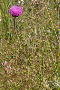 0427-distel-onbekend