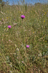 0426-distel-onbekend