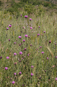 0429-distel-onbekend