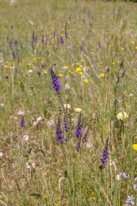 0430-Walstroleeuwenbek-Linaria-purpurea-margin-of-woods-stony-are