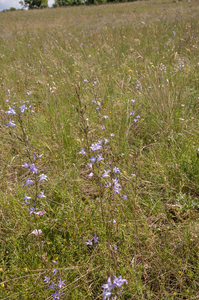 0431-Rapunzelklokje-Campanula-rapunculus-uncultivated-land-and-ar