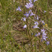 0432-Rapunzelklokje-Campanula-rapunculus-uncultivated-land-and-ar