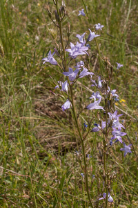 0432-Rapunzelklokje-Campanula-rapunculus-uncultivated-land-and-ar